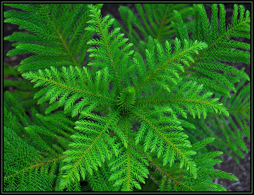 Norfolk Island Pine